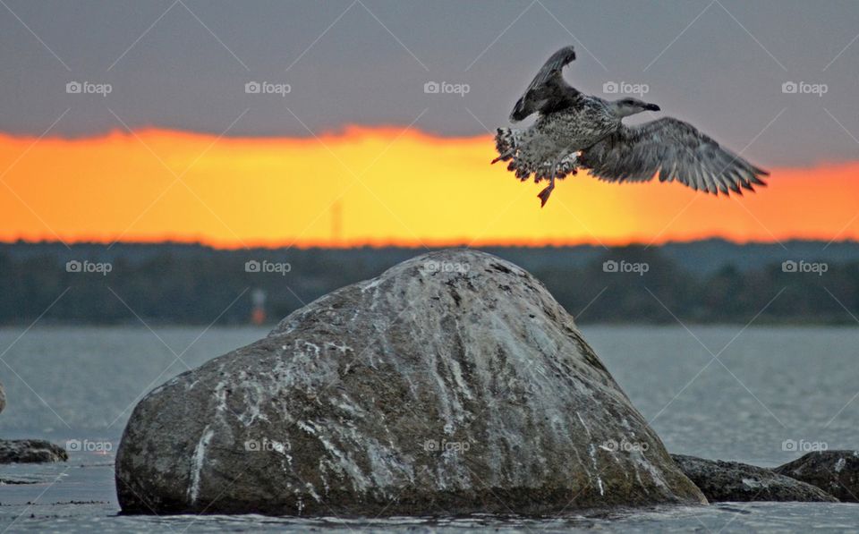 Seagull taking off from rock