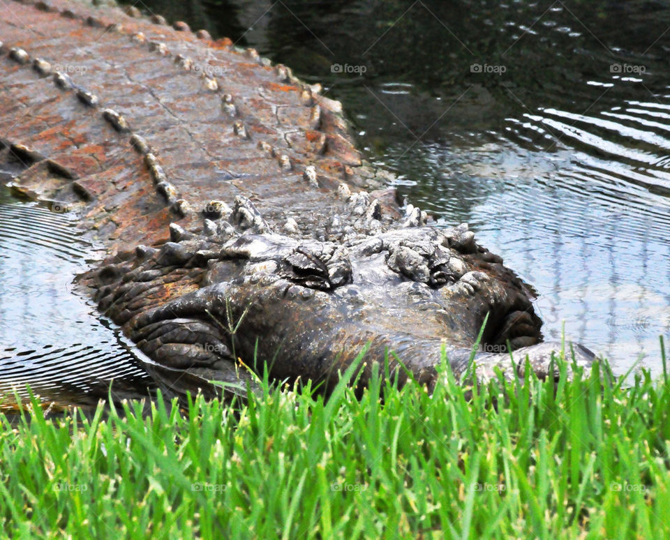 animal reptile alligator crocodile by refocusphoto