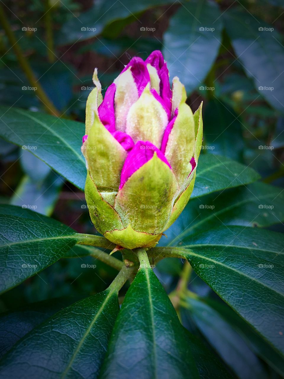 Close-up of Rhododendron breaking bud