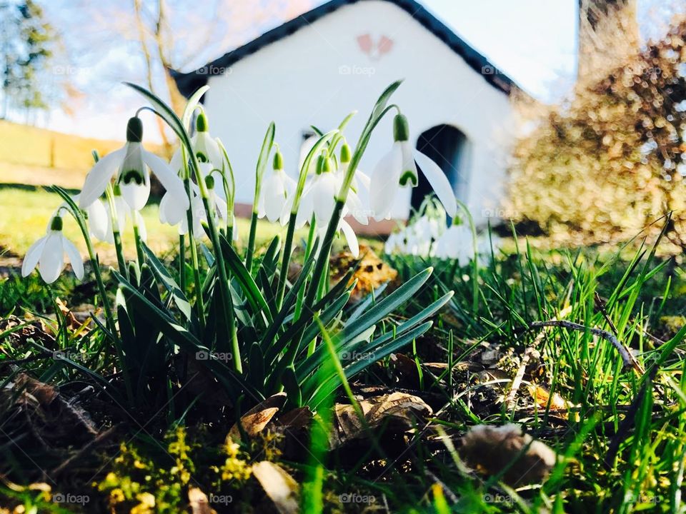 first spring flowers, snowdrops