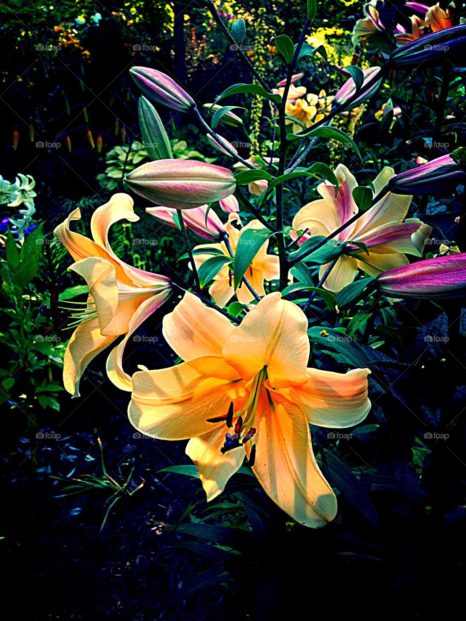 Sunset Asiatic Lilies. Lilies blooming in sunset light