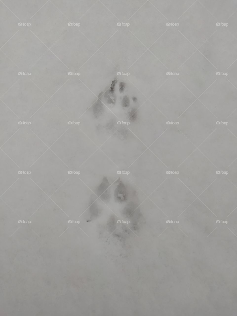paws in the snow