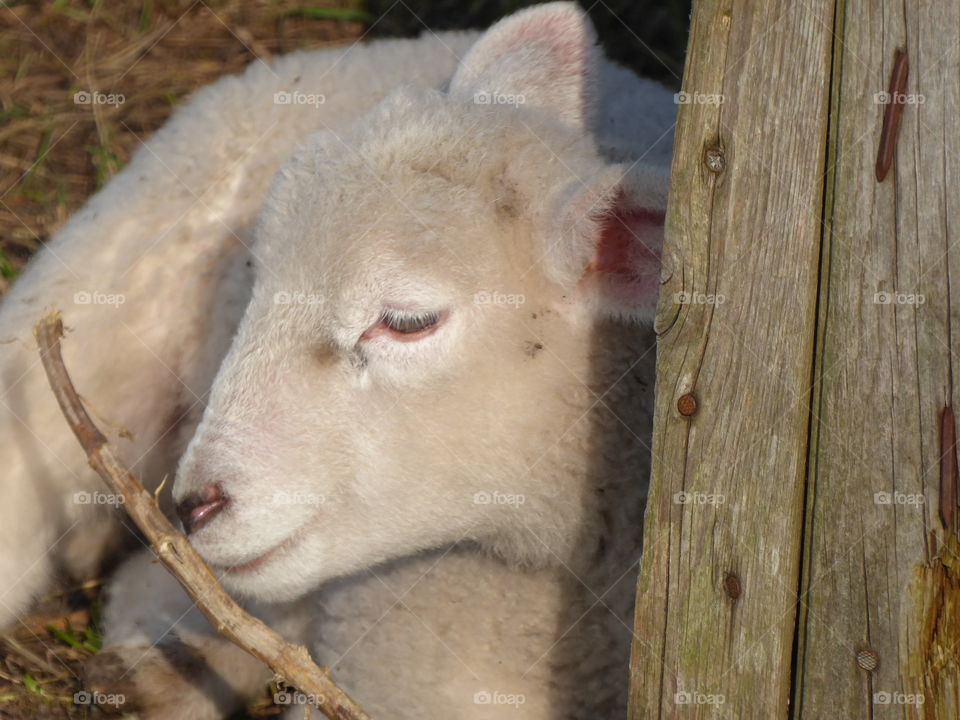 Cute Lamb 