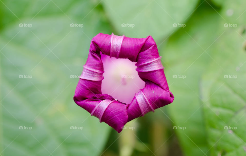 Bindweed flower, half open