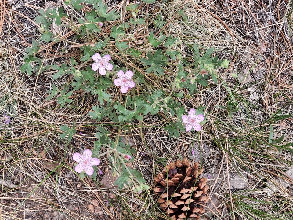 Wild flower arrangement