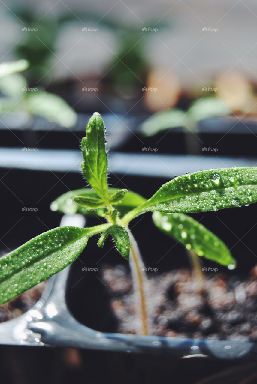 Extreme close-up of plant