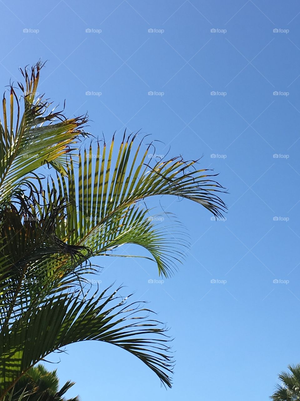 Breezy palm trees against a crystal blue sky.