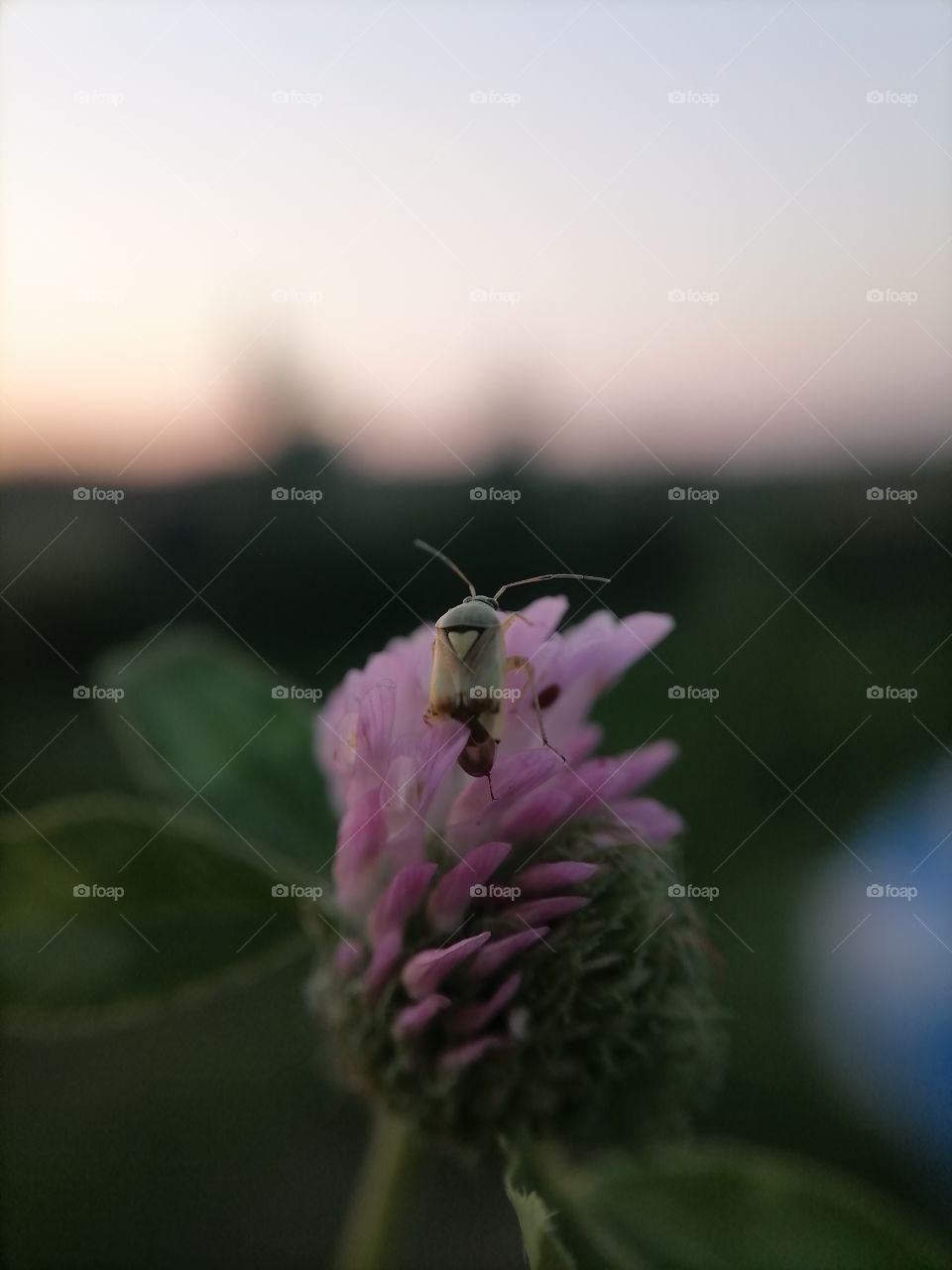 Flowers, roses, daisies, sky, summer, wild flowers, macro, insects,