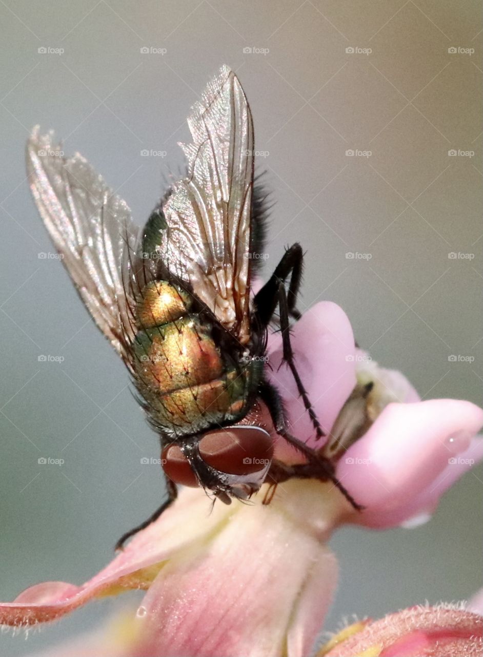 Macro of a fly on a pink flower