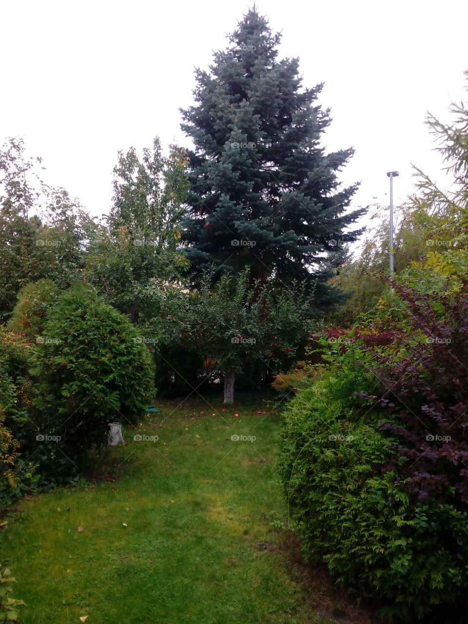 Tree, No Person, Landscape, Garden, Park