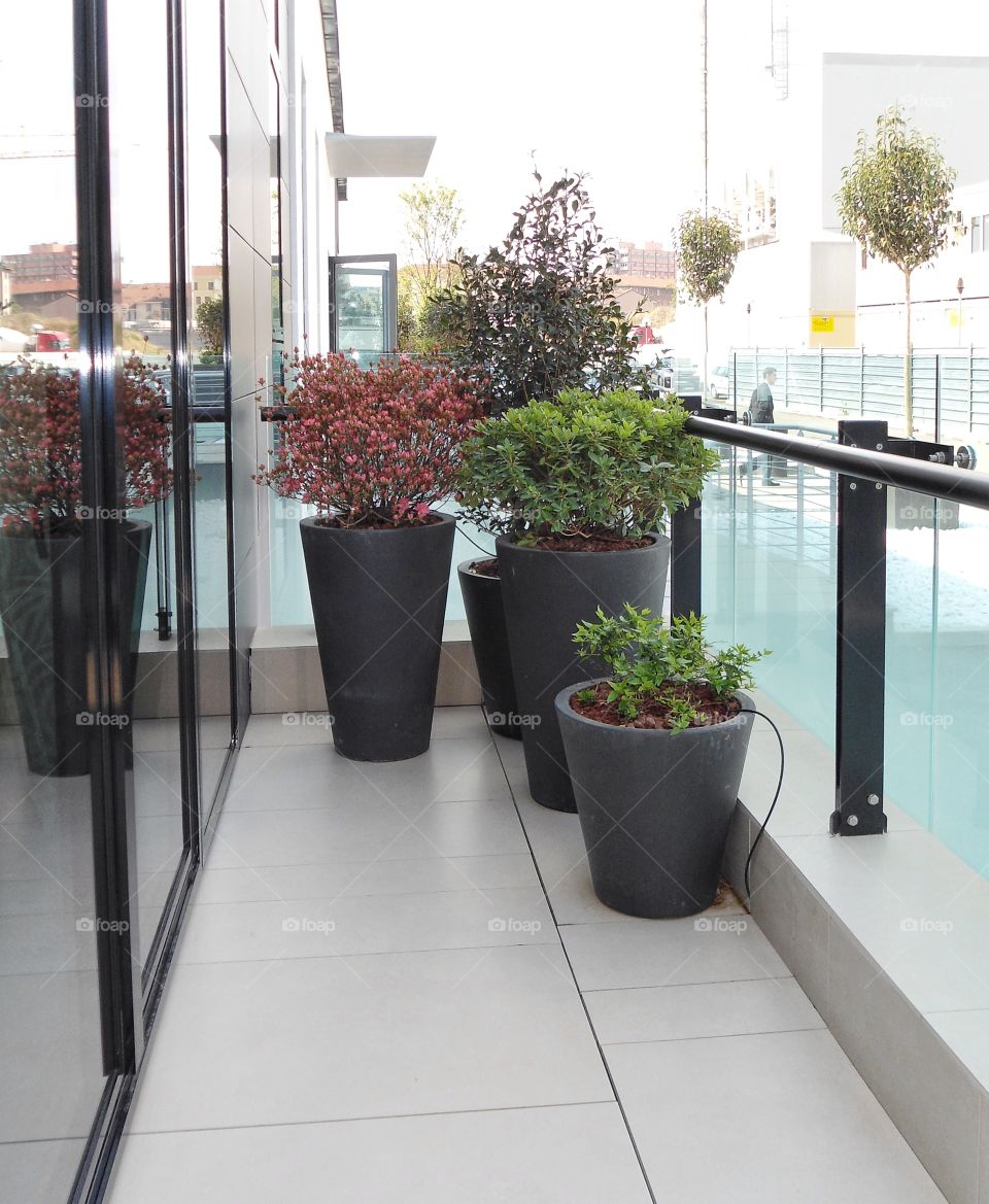 House plant collection