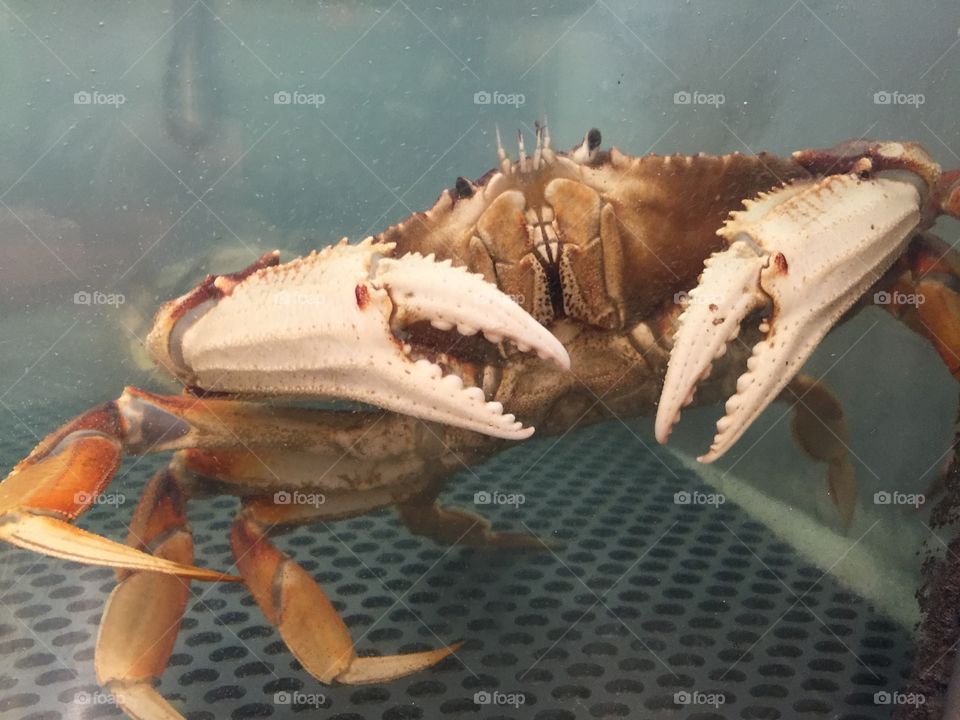 Crab