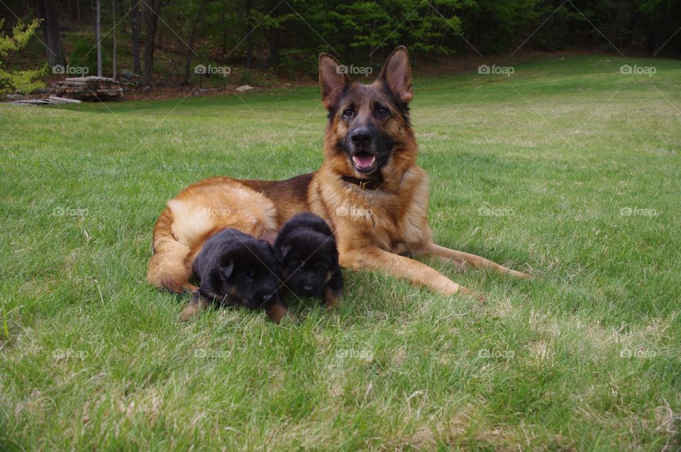 Zala with her pups Hero and Lee