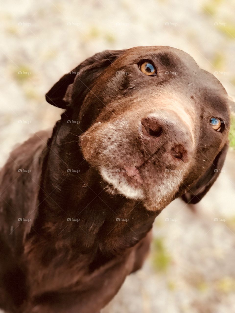 Our sweet old Chocolate Labrador aka Choco.