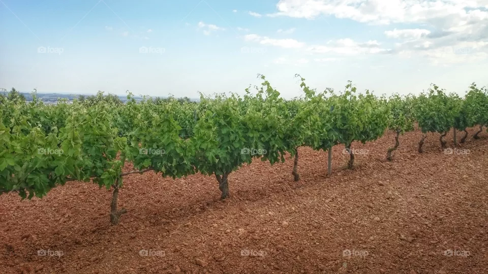 vines 