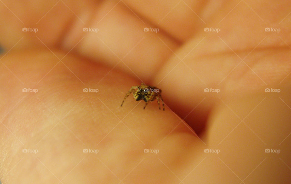 Tiny jumping spider on hand
