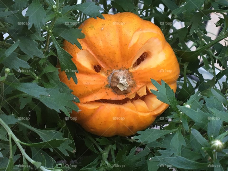 Spooky carved Halloween mini pumpkin
