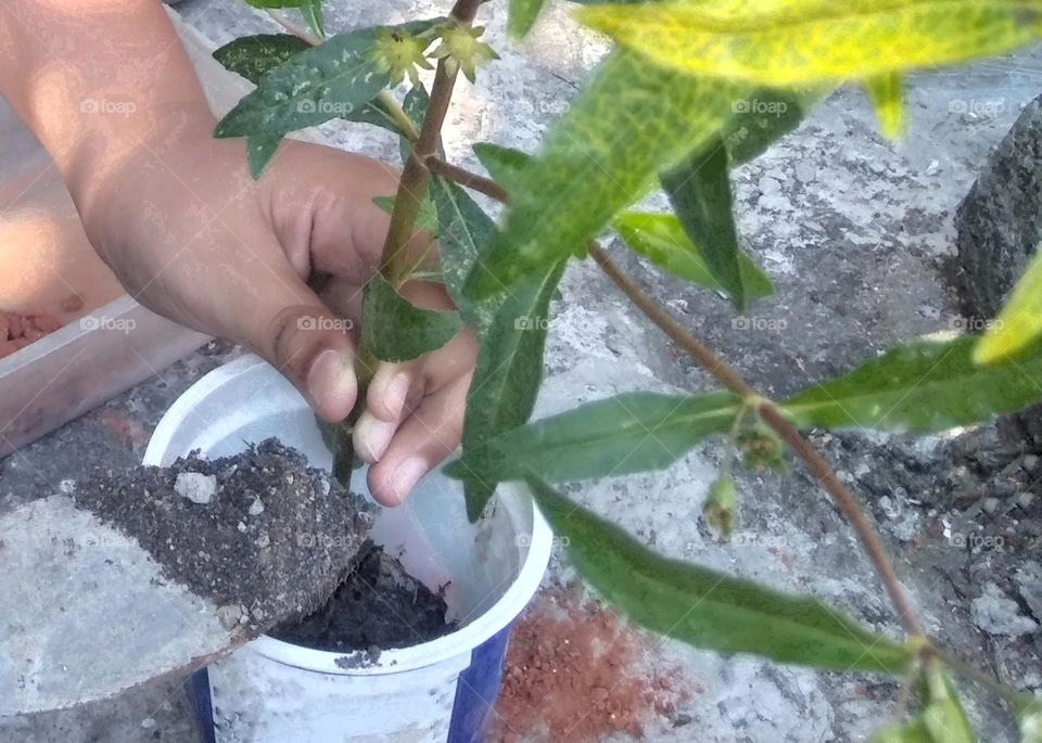 Planting a tree on cup