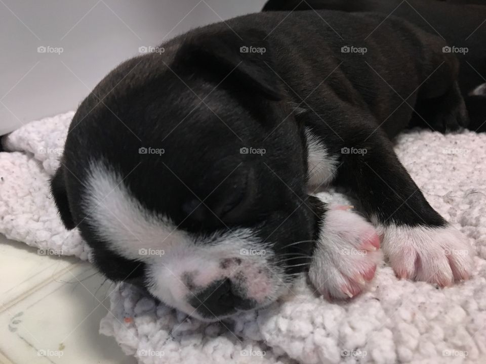 Sleeping baby Boston Terrier