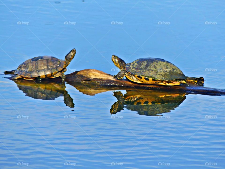 Seeing double - Water logged - Two Slider turtles on a log bask in the sun while reflecting on the waters surface