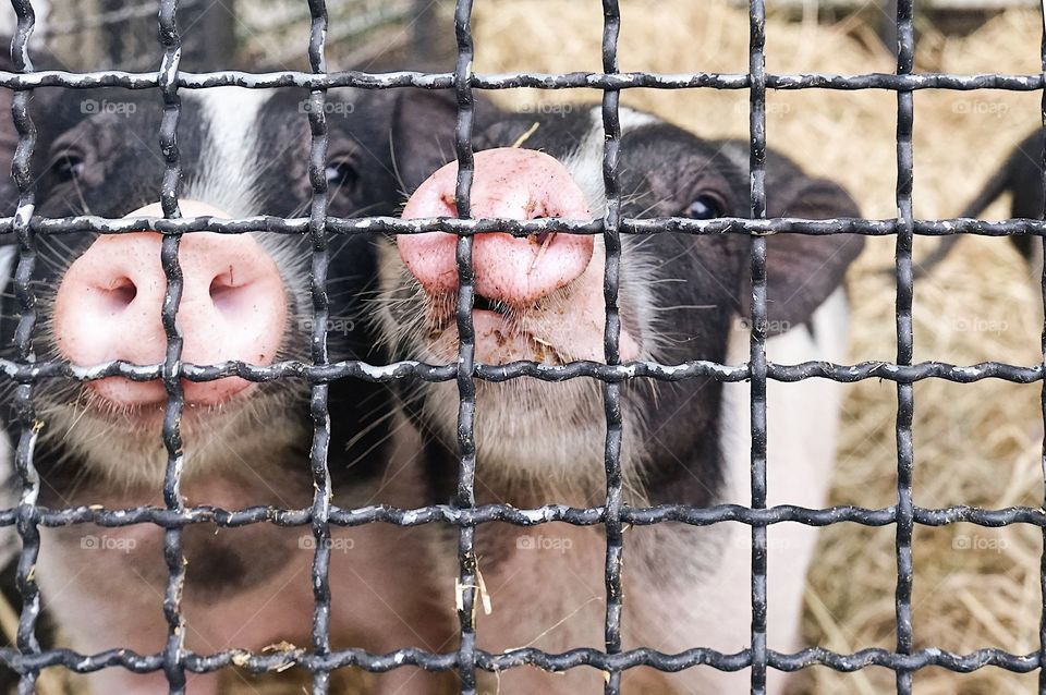 Cute baby pigs are waiting for the milk feeding time inside their cage. Selective focus. They are Vietnamese piglets.