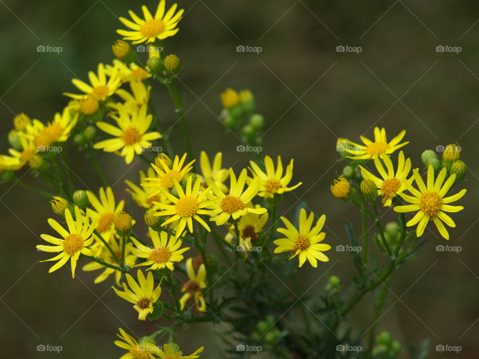 Close-up of yellow flowers