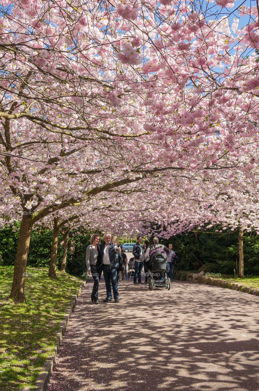 Pink park