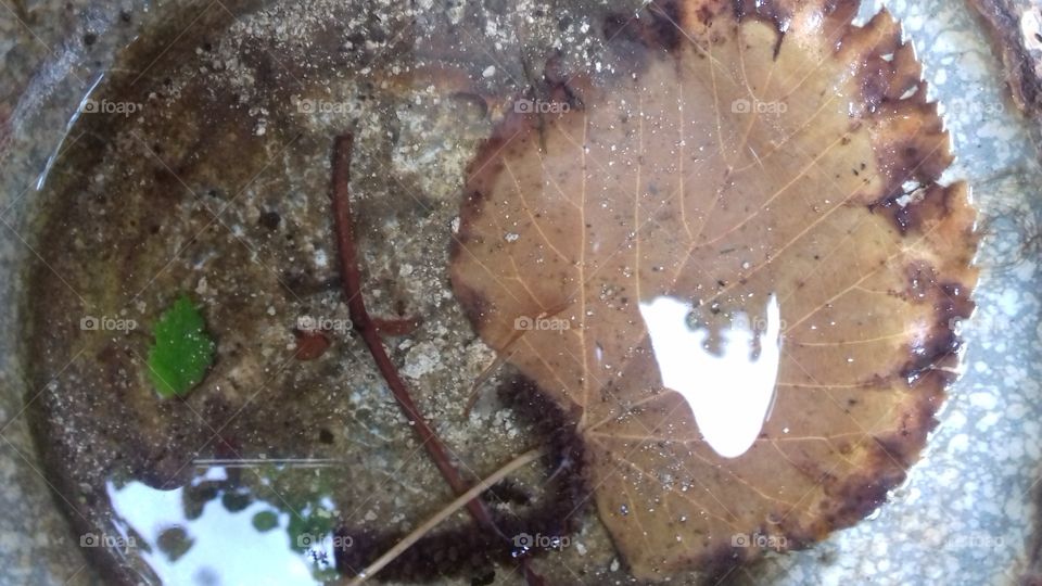 garden leaf in water