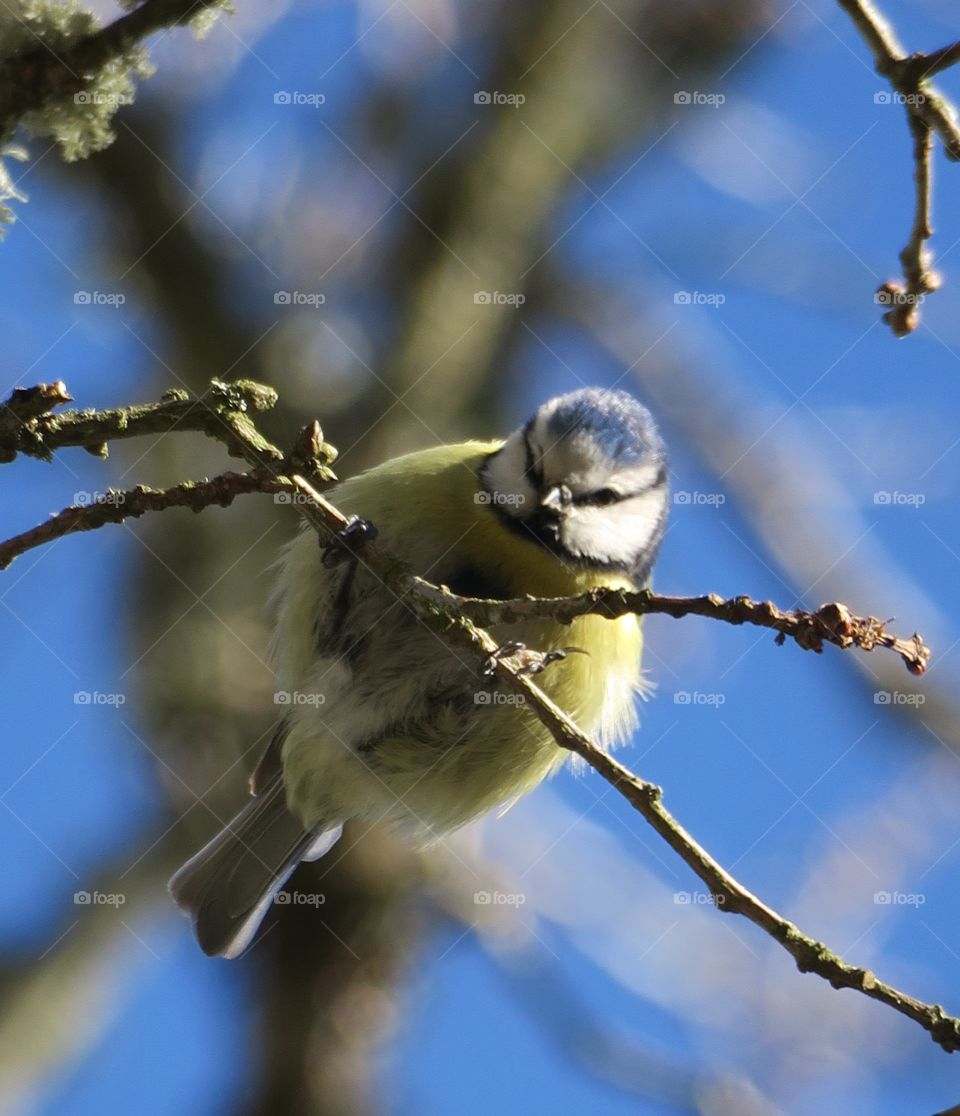 Blue tit