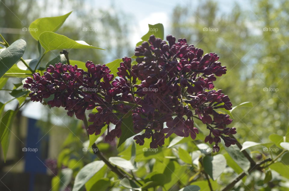Common lilac