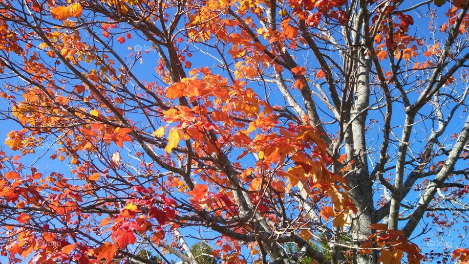 Autumn in New England