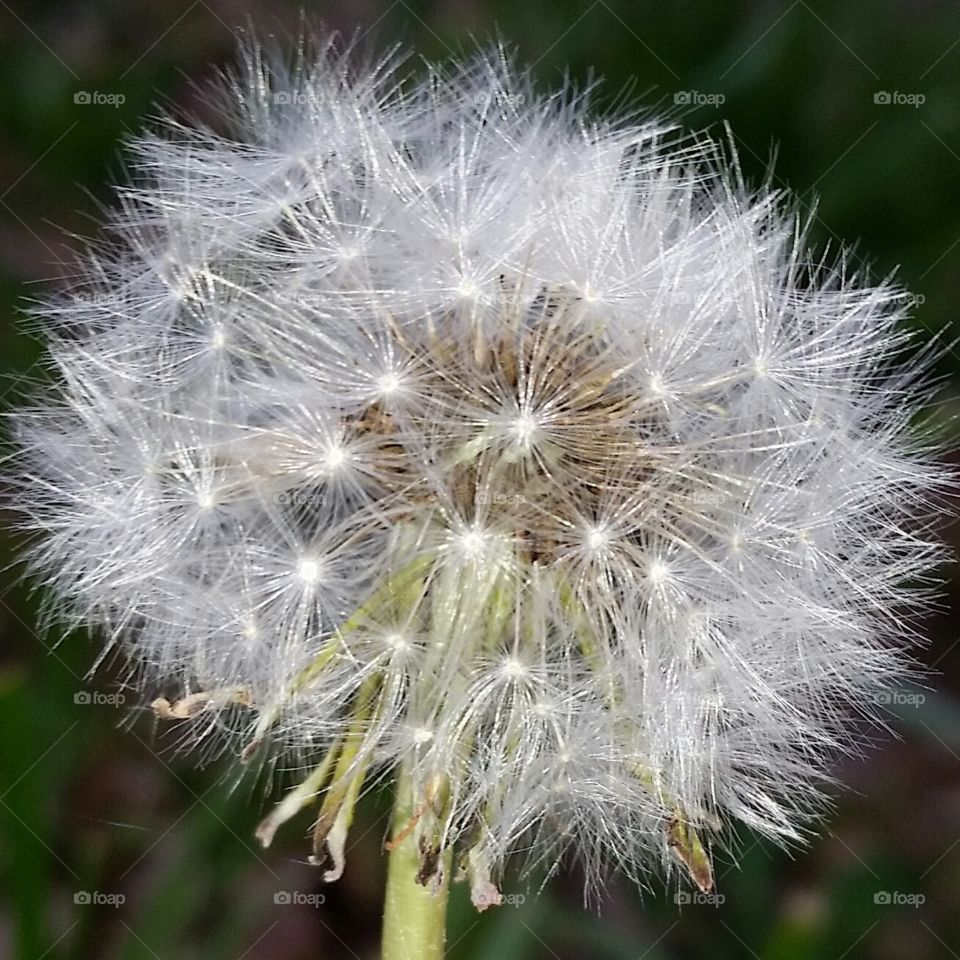 Dandelion Seeds closeup