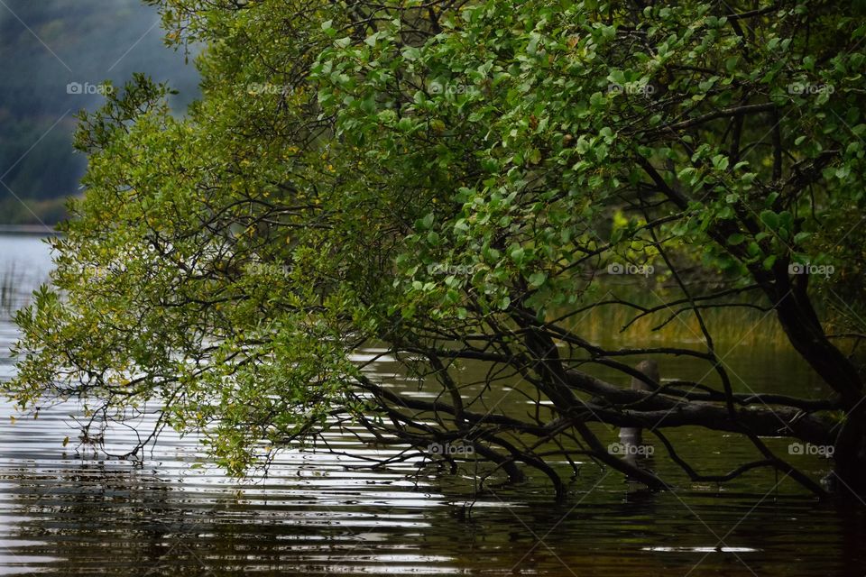 Scenic view of lake