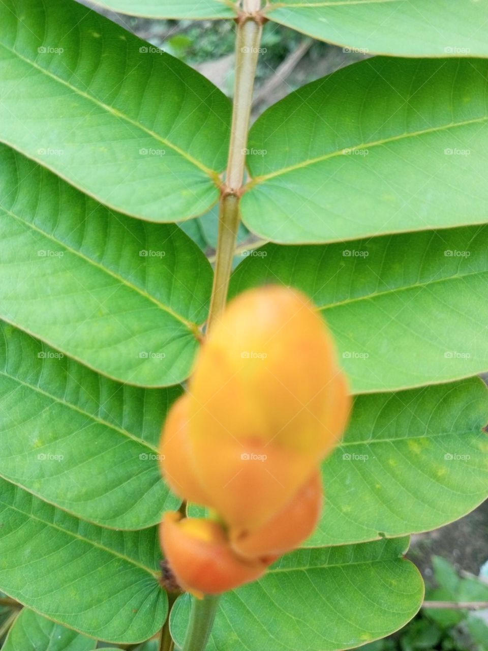 Beautiful flowers🌺