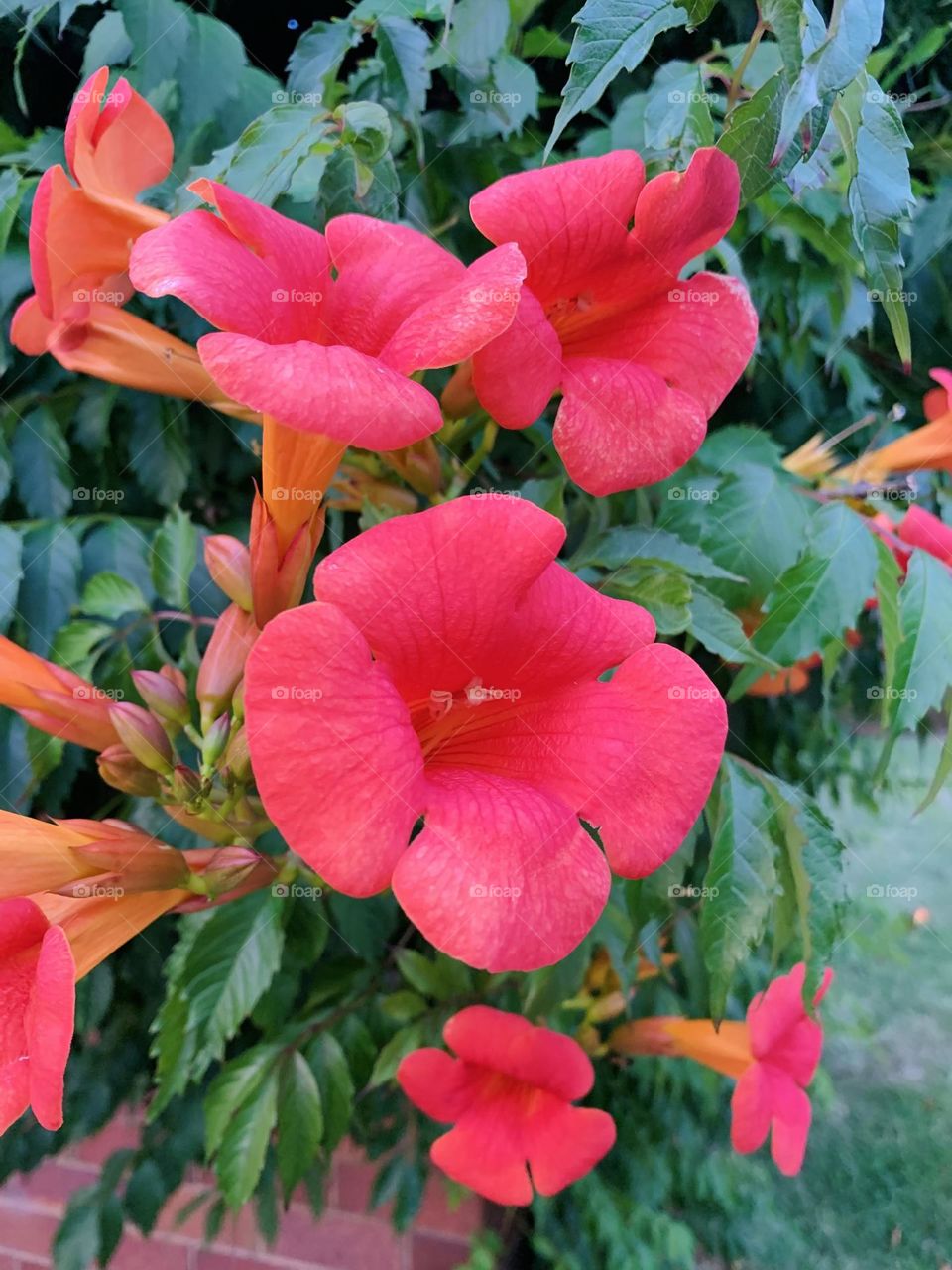 As Gerard De Nerval once said, “Every flower is a soul blossoming in nature.”