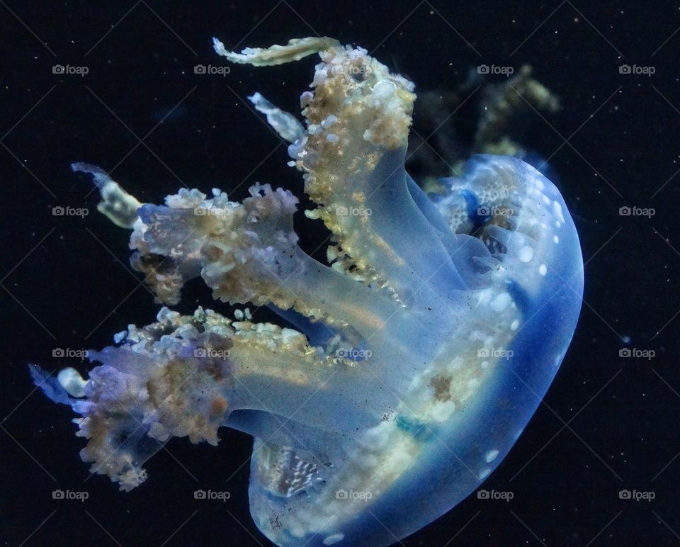 Delicate Jellyfish. Deep Sea Biology
