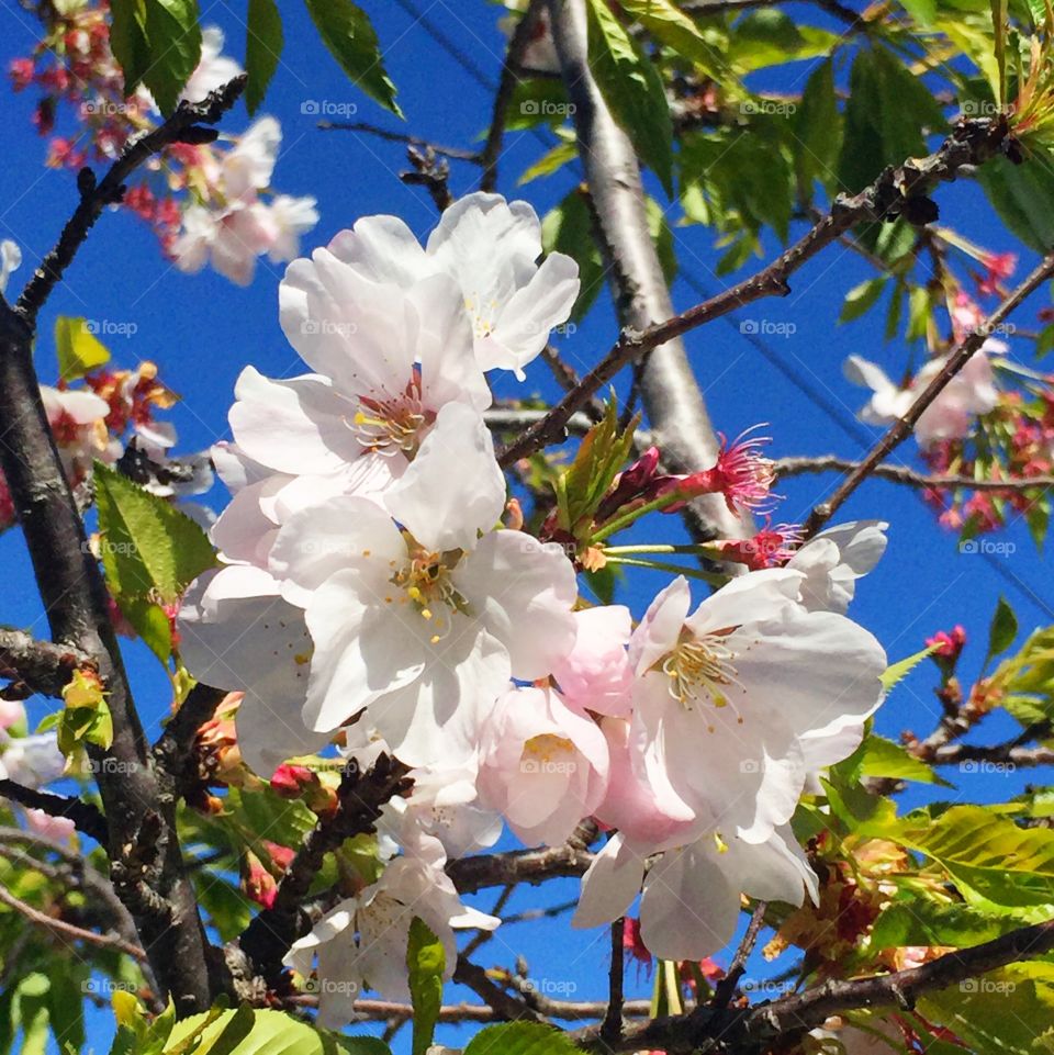 Ito-zakura cherry blossoms II