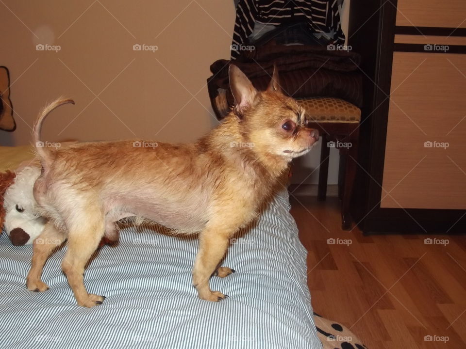 my dog chihuahua