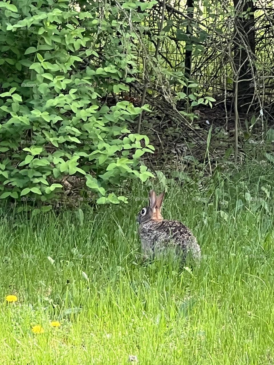 A rabbit in the yard