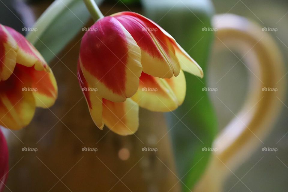 Two- coloured tulips in yellow vase