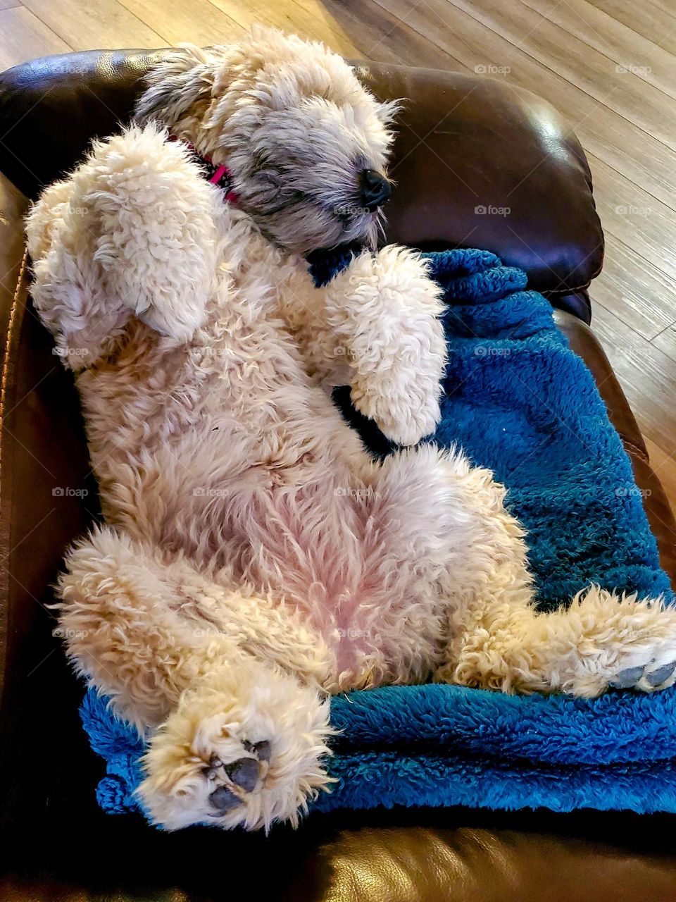 This dog has really learned to relax on a quiet Saturday afternoon