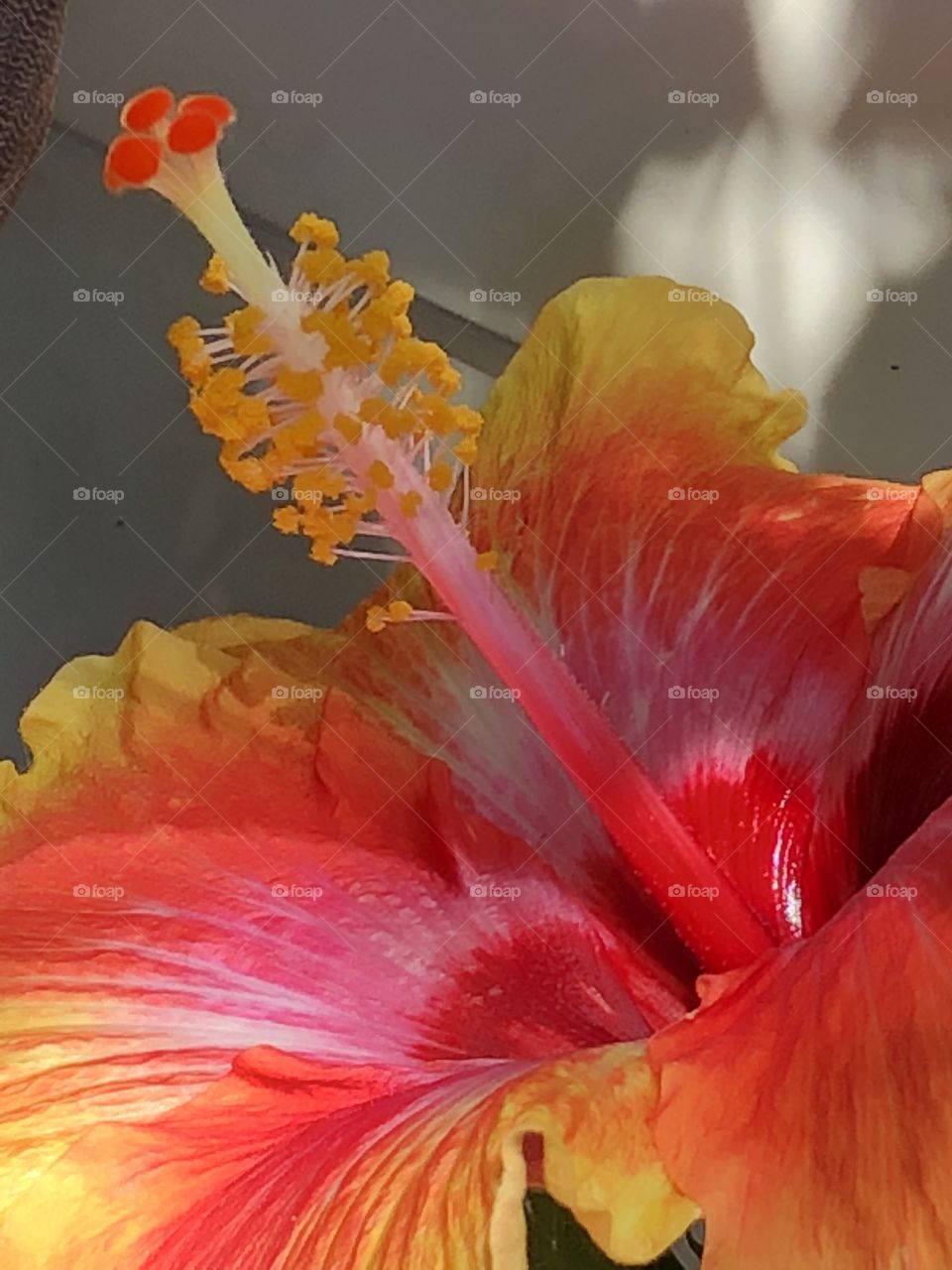 Hibiscus- red, orange & yellow 
