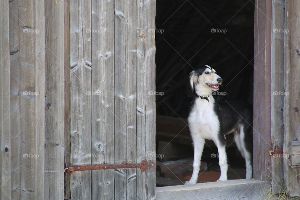 Dog in a barn