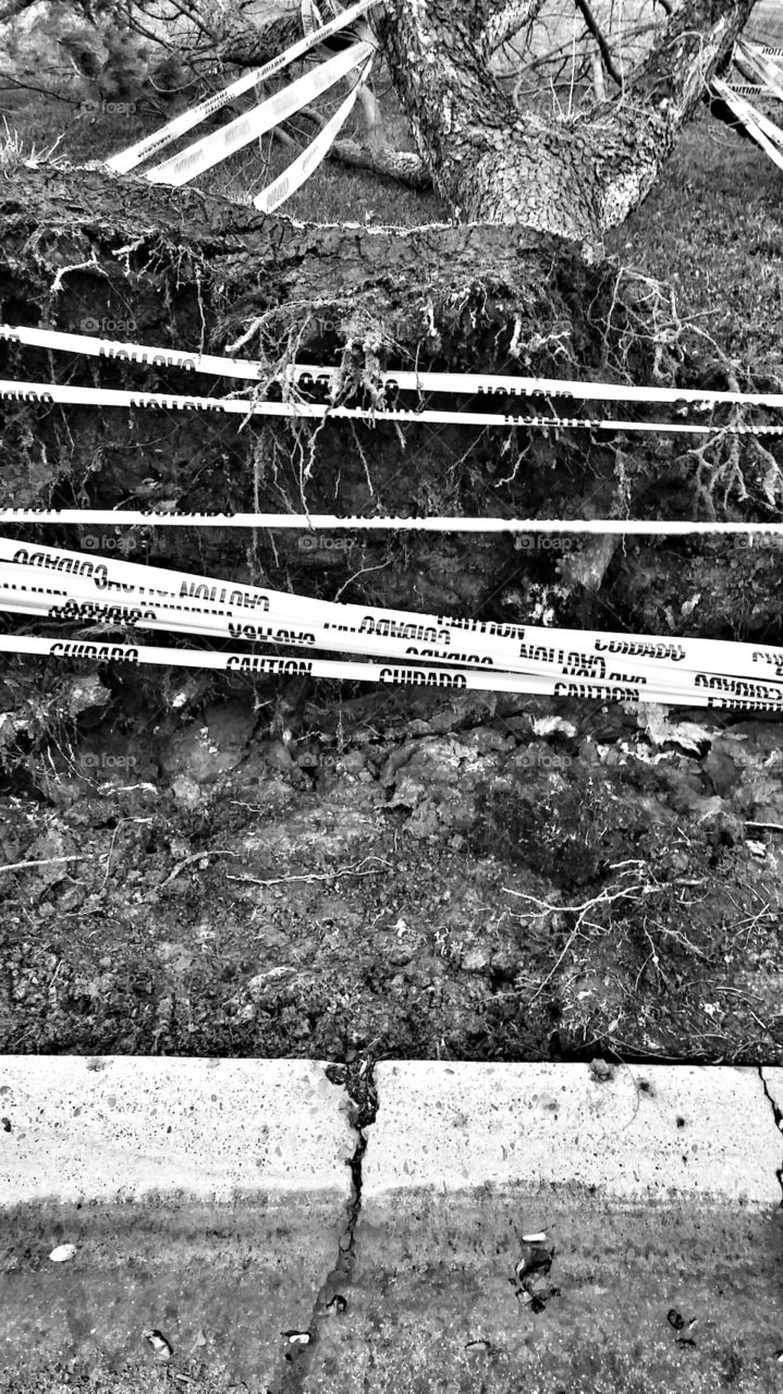 dead roots caution storm by mark.sarden