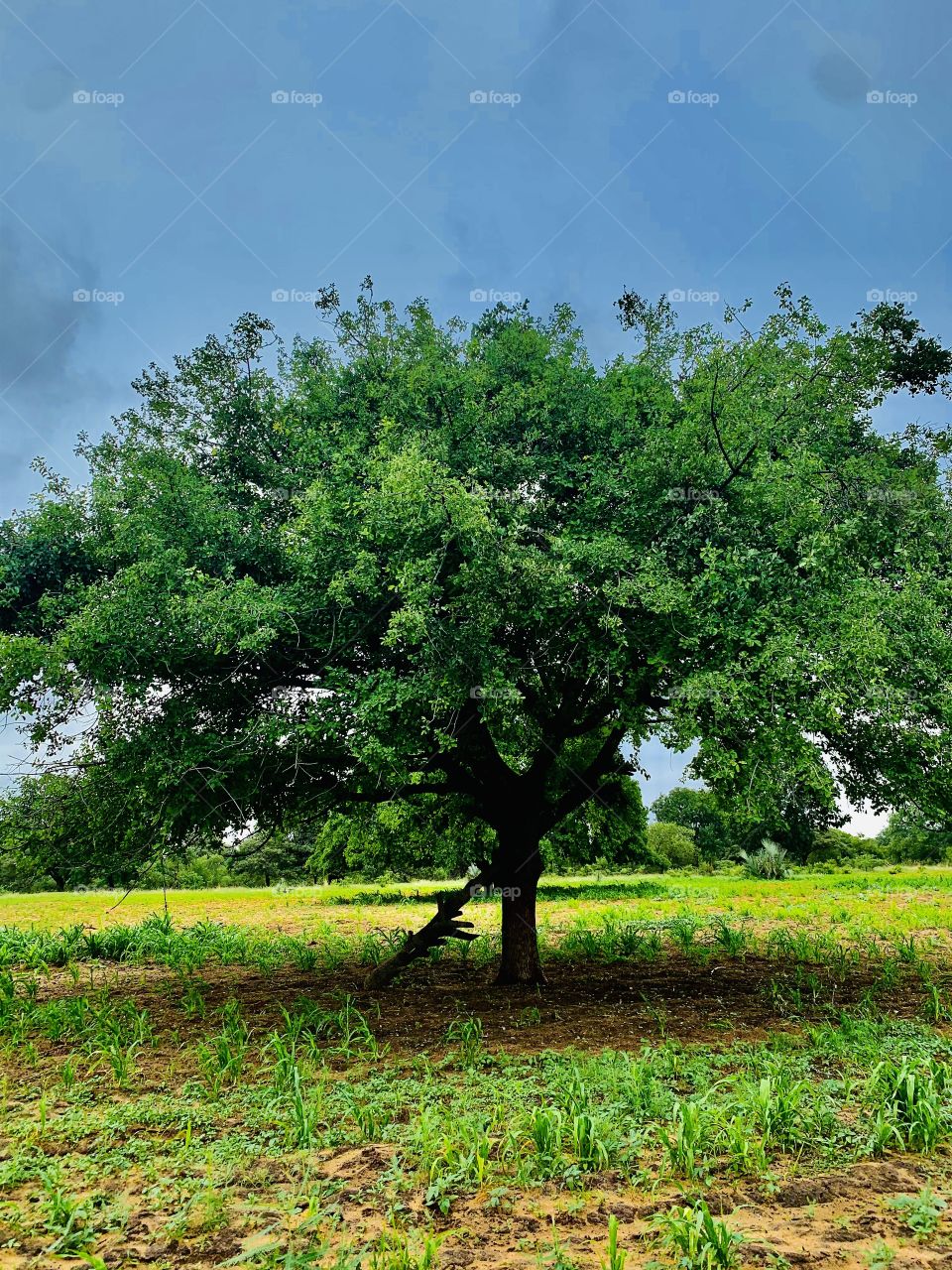 A beautiful picture of a wild berry tree just behind our farm home. 