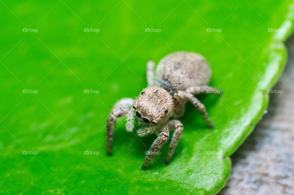 Macro shot of a jumping spider.