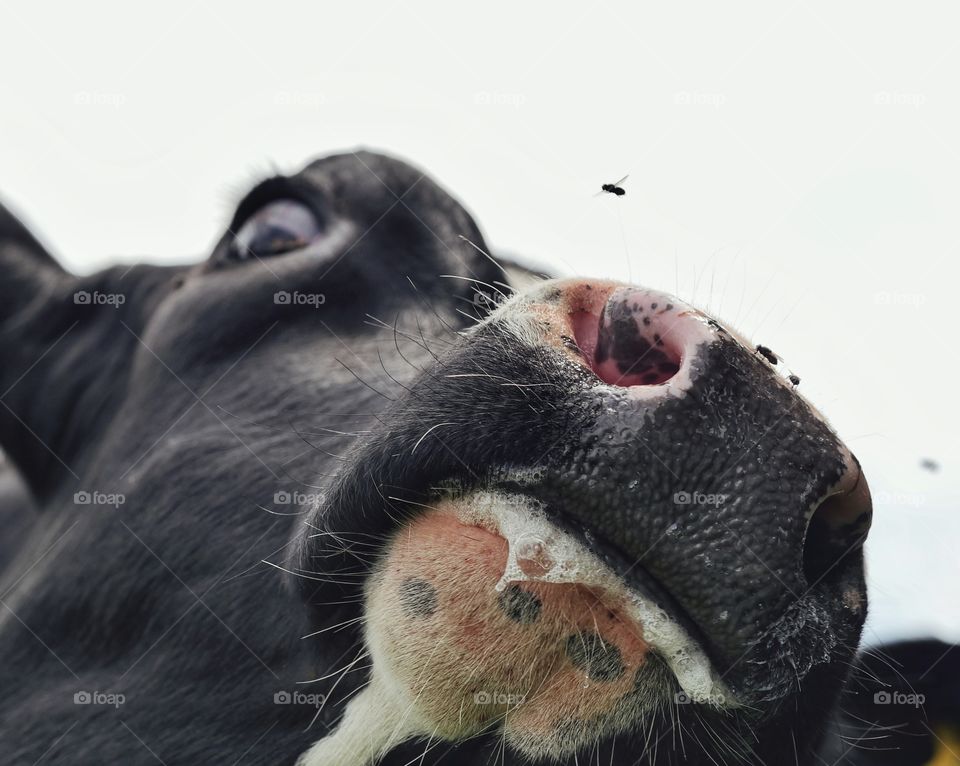Annoying flies around a cow's muzzle