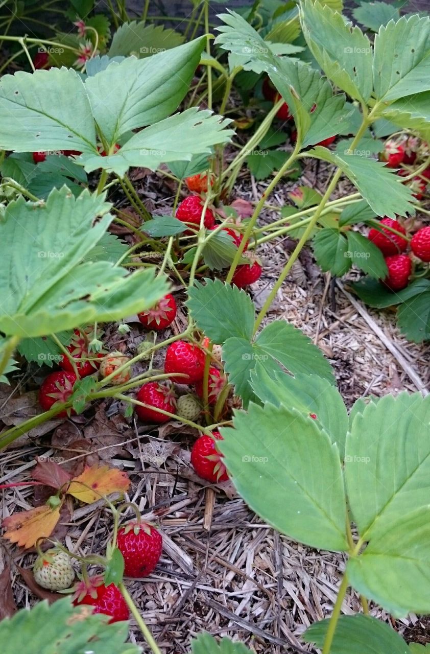 strawberries