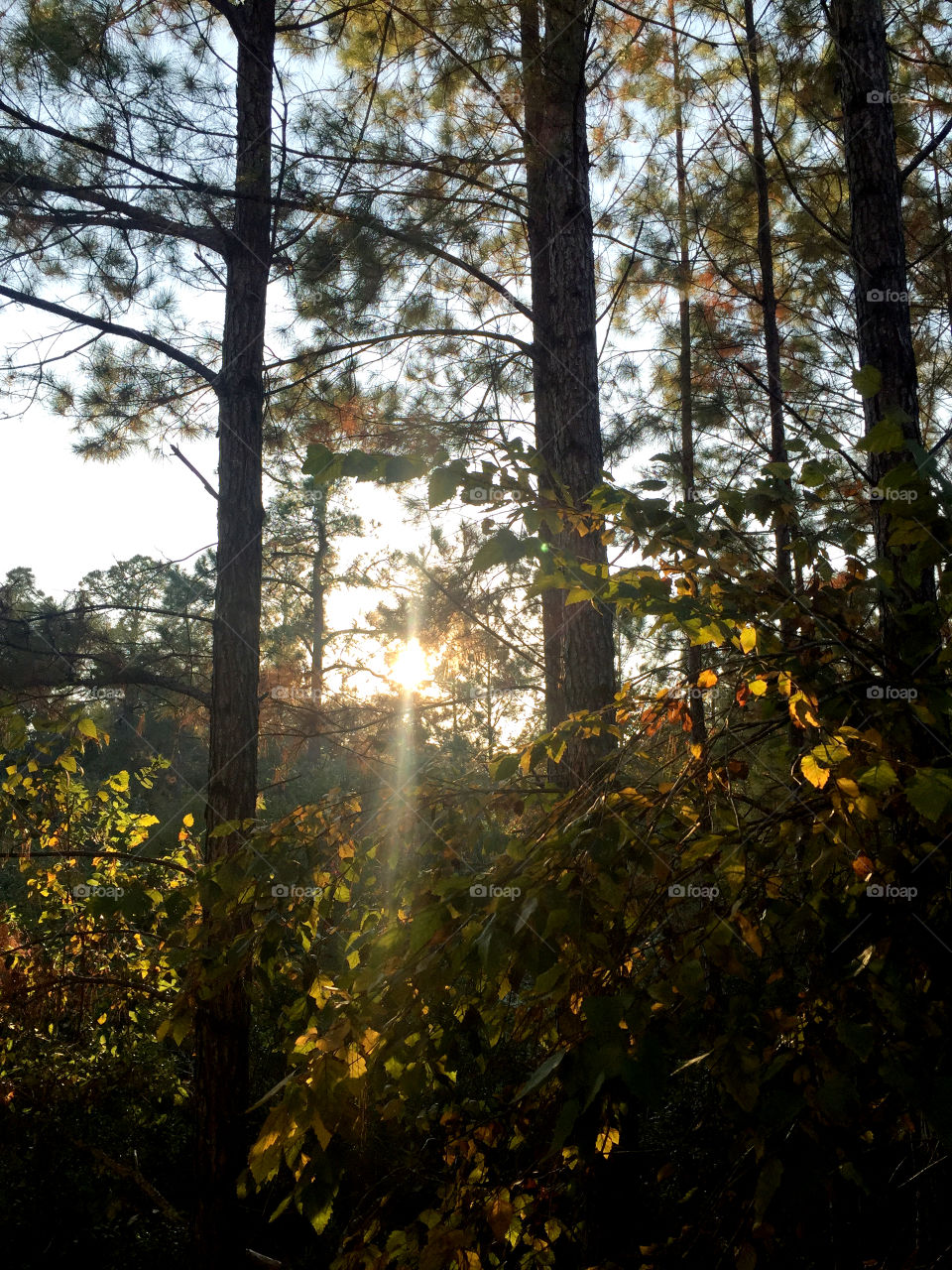 Tree, Wood, Landscape, Dawn, Fall