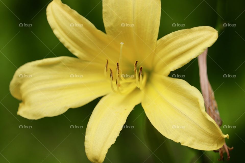 Soft yellow lily, bulb flower Springtime 